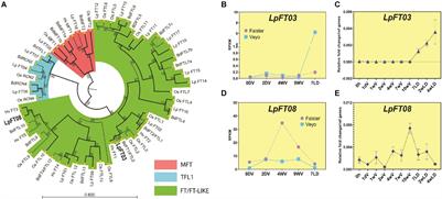 Identification and Characterization of Perennial Ryegrass (Lolium perenne) Vernalization Genes